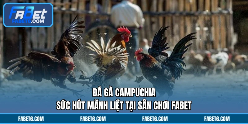 Đá Gà Campuchia - Sức Hút Mãnh Liệt Tại Sân Chơi FABET