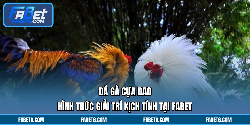 Đá Gà Cựa Dao - Hình Thức Giải Trí Kịch Tính Tại FABET