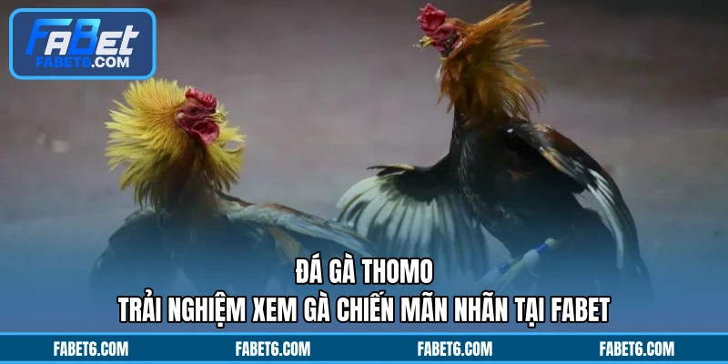 Đá Gà Thomo - Trải Nghiệm Xem Gà Chiến Mãn Nhãn Tại FABET