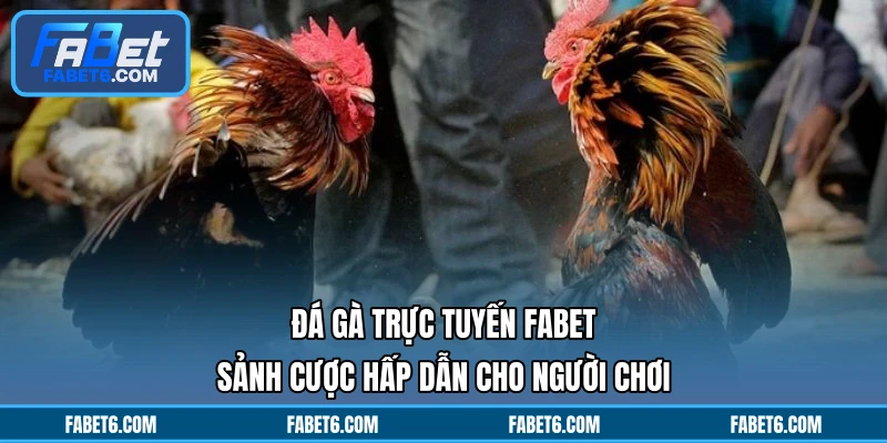 Đá Gà Trực Tuyến FABET - Sảnh Cược Hấp Dẫn Cho Người Chơi
