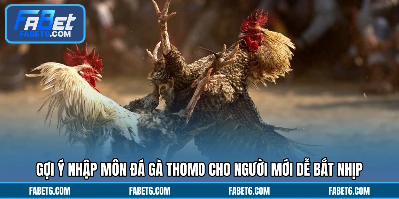 Gợi ý nhập môn đá gà Thomo cho người mới dễ bắt nhịp