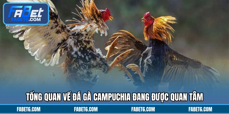 Tổng quan về đá gà Campuchia đang được quan tâm